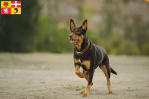 Mehr über den Artikel erfahren Australian Kelpie Züchter und Welpen in Auvergne-Rhône-Alpes