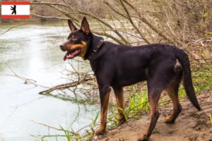 Mehr über den Artikel erfahren Australian Kelpie Züchter und Welpen in Berlin