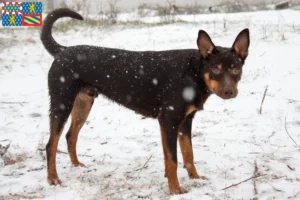 Mehr über den Artikel erfahren Australian Kelpie Züchter und Welpen in Bourgogne-Franche-Comté