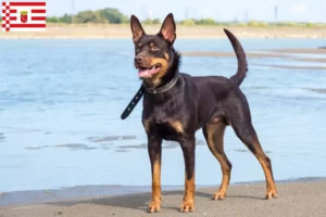 Mehr über den Artikel erfahren Australian Kelpie Züchter und Welpen in Bremen