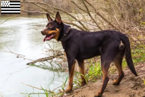 Mehr über den Artikel erfahren Australian Kelpie Züchter und Welpen in der Bretagne