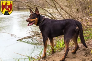 Mehr über den Artikel erfahren Australian Kelpie Züchter und Welpen im Burgenland