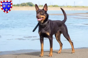 Mehr über den Artikel erfahren Australian Kelpie Züchter und Welpen in Centre-Val de Loire