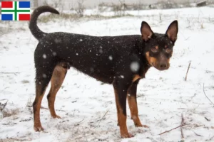 Mehr über den Artikel erfahren Australian Kelpie Züchter und Welpen in Groningen