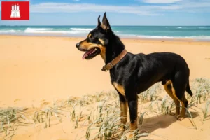 Mehr über den Artikel erfahren Australian Kelpie Züchter und Welpen in Hamburg