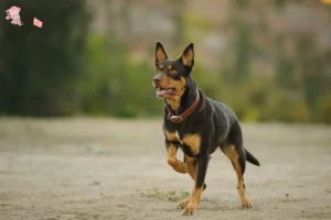 Mehr über den Artikel erfahren Australian Kelpie Züchter und Welpen in Hovedstaden