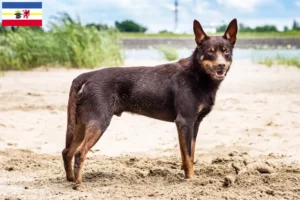 Mehr über den Artikel erfahren Australian Kelpie Züchter und Welpen in Mecklenburg-Vorpommern