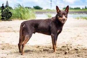 Mehr über den Artikel erfahren Australian Kelpie Züchter und Welpen in Neukaledonien