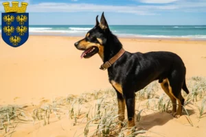 Mehr über den Artikel erfahren Australian Kelpie Züchter und Welpen in Niederösterreich