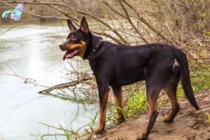 Mehr über den Artikel erfahren Australian Kelpie Züchter und Welpen in Nordjylland