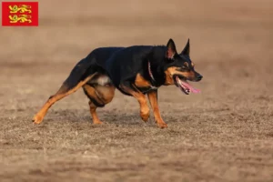 Mehr über den Artikel erfahren Australian Kelpie Züchter und Welpen in der Normandie