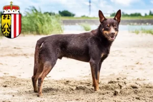 Mehr über den Artikel erfahren Australian Kelpie Züchter und Welpen in Oberösterreich