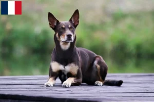 Mehr über den Artikel erfahren Australian Kelpie Züchter und Welpen auf Réunion