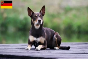 Mehr über den Artikel erfahren Australian Kelpie Züchter und Welpen in Rheinland-Pfalz