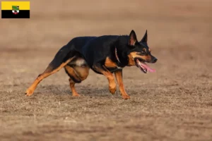 Mehr über den Artikel erfahren Australian Kelpie Züchter und Welpen in Sachsen-Anhalt