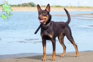 Mehr über den Artikel erfahren Australian Kelpie Züchter und Welpen in Sjælland