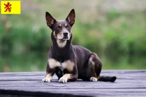 Mehr über den Artikel erfahren Australian Kelpie Züchter und Welpen in Südholland