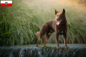 Mehr über den Artikel erfahren Australian Kelpie Züchter und Welpen in Thüringen