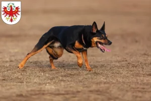 Mehr über den Artikel erfahren Australian Kelpie Züchter und Welpen in Tirol