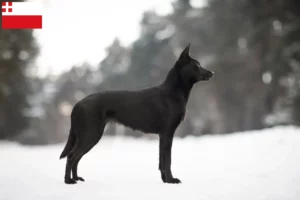 Mehr über den Artikel erfahren Australian Kelpie Züchter und Welpen in Utrecht