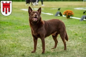 Mehr über den Artikel erfahren Australian Kelpie Züchter und Welpen in Vorarlberg