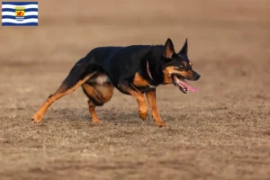 Mehr über den Artikel erfahren Australian Kelpie Züchter und Welpen in Zeeland