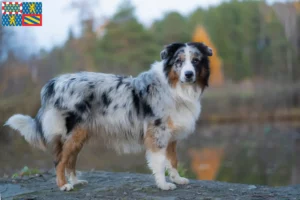 Mehr über den Artikel erfahren Australian Shepherd Züchter und Welpen in Bourgogne-Franche-Comté