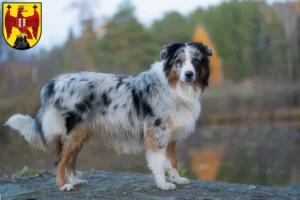 Mehr über den Artikel erfahren Australian Shepherd Züchter und Welpen im Burgenland