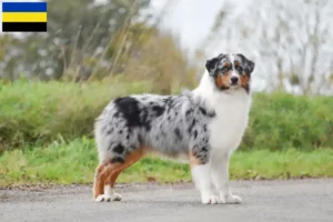 Mehr über den Artikel erfahren Australian Shepherd Züchter und Welpen in Gelderland