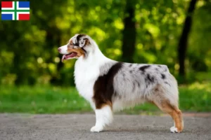 Mehr über den Artikel erfahren Australian Shepherd Züchter und Welpen in Groningen