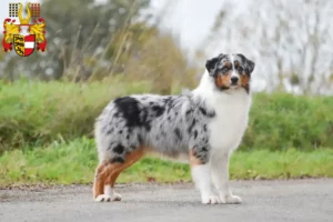 Mehr über den Artikel erfahren Australian Shepherd Züchter und Welpen in Kärnten