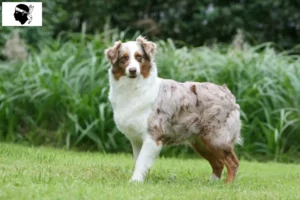 Mehr über den Artikel erfahren Australian Shepherd Züchter und Welpen auf Korsika