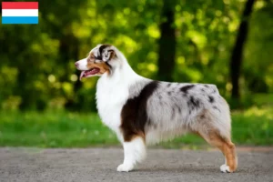 Mehr über den Artikel erfahren Australian Shepherd Züchter und Welpen in Luxemburg