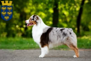 Mehr über den Artikel erfahren Australian Shepherd Züchter und Welpen in Niederösterreich