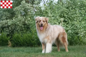 Mehr über den Artikel erfahren Australian Shepherd Züchter und Welpen in Nordbrabant