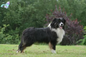 Mehr über den Artikel erfahren Australian Shepherd Züchter und Welpen in Nordjylland