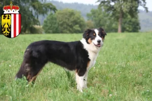 Mehr über den Artikel erfahren Australian Shepherd Züchter und Welpen in Oberösterreich