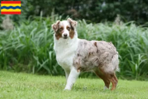 Mehr über den Artikel erfahren Australian Shepherd Züchter und Welpen in Overijssel