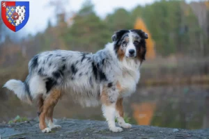 Mehr über den Artikel erfahren Australian Shepherd Züchter und Welpen in Pays de la Loire