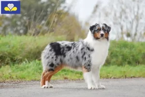 Mehr über den Artikel erfahren Australian Shepherd Züchter und Welpen in Region Brüssel-Hauptstadt