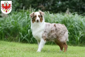 Mehr über den Artikel erfahren Australian Shepherd Züchter und Welpen in Tirol