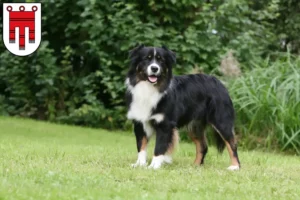 Mehr über den Artikel erfahren Australian Shepherd Züchter und Welpen in Vorarlberg