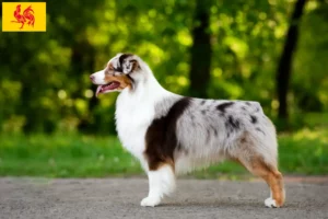 Mehr über den Artikel erfahren Australian Shepherd Züchter und Welpen in Wallonische Region