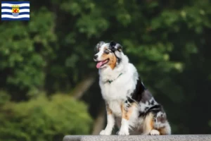 Mehr über den Artikel erfahren Australian Shepherd Züchter und Welpen in Zeeland