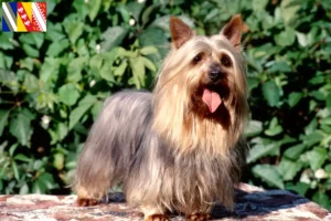 Mehr über den Artikel erfahren Australian Silky Terrier Züchter und Welpen in Grand Est