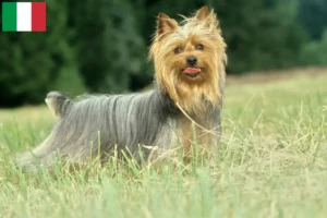 Mehr über den Artikel erfahren Australian Silky Terrier Züchter und Welpen in Italien