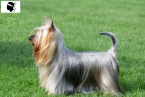 Mehr über den Artikel erfahren Australian Silky Terrier Züchter und Welpen auf Korsika