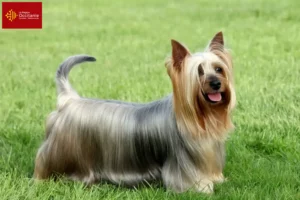 Mehr über den Artikel erfahren Australian Silky Terrier Züchter und Welpen in Okzitanien