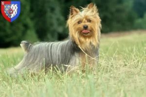 Mehr über den Artikel erfahren Australian Silky Terrier Züchter und Welpen in Pays de la Loire