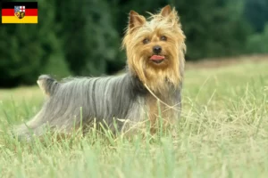 Mehr über den Artikel erfahren Australian Silky Terrier Züchter und Welpen im Saarland